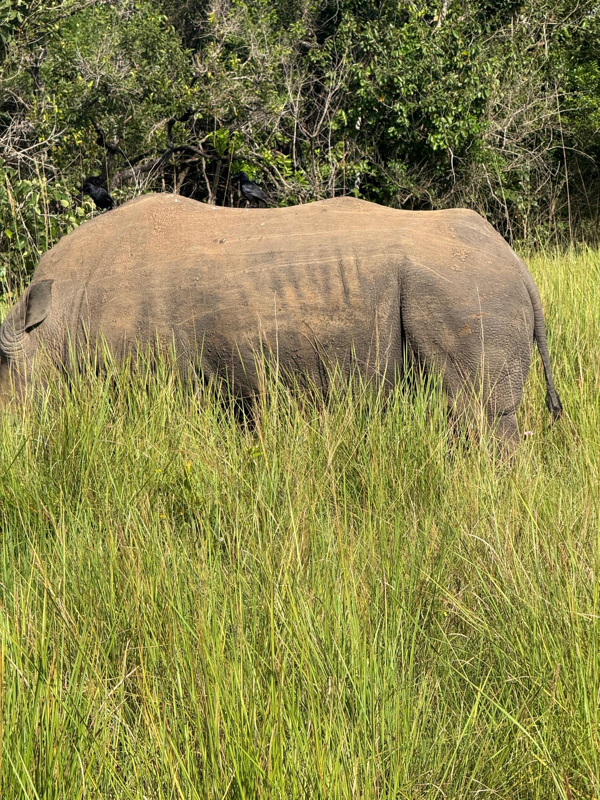 Rhino Ziwa Rhino Sanctuary Uganda